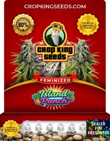 Island Punch Feminized