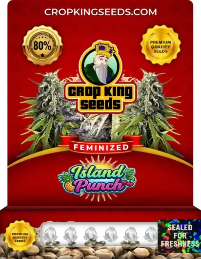 Island Punch Feminized