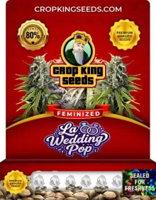 La Wedding Pop Feminized