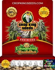 Laughing Buddha Feminized