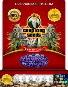 Lavender Haze Feminized Seeds