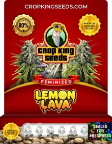 Lemon Lava Feminized
