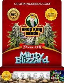 Minty Blizzard Feminized