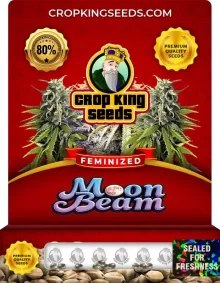 Moon Beam Feminized