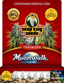 Moonwalk Feminized
