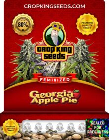 Georgia Apple Pie Strain