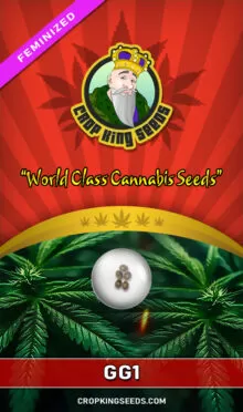 GG1 Feminized