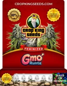 GMO Runtz Strain
