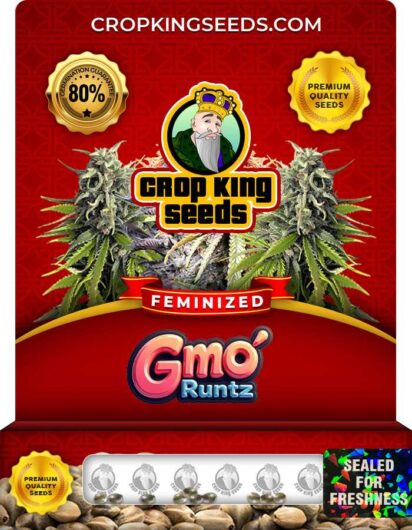 GMO Runtz Strain