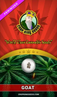 Goat Feminized