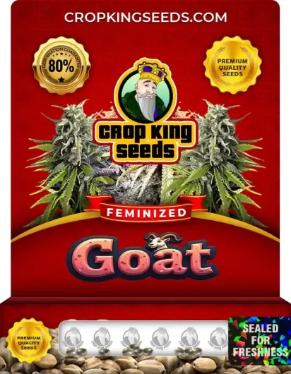 Goat Strain