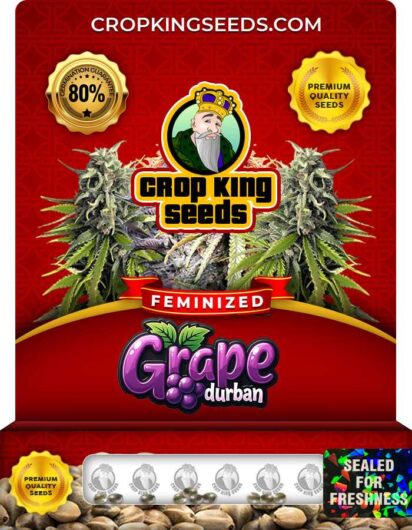 Grape Durban Strain