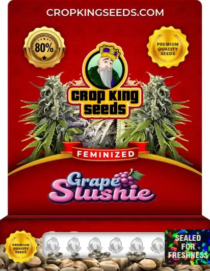 Grape Slushie Strain