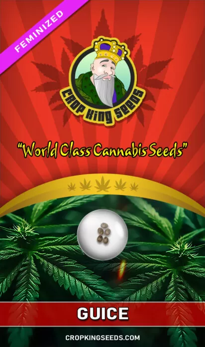 Guice Feminized