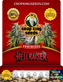 Hellraiser Strain