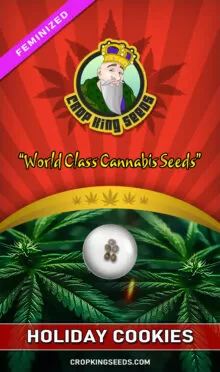 Holiday Cookies Feminized