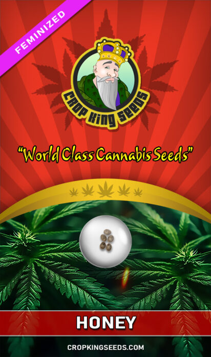 Honey Feminized