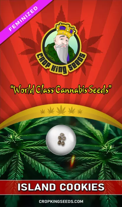 Island Cookies Feminized