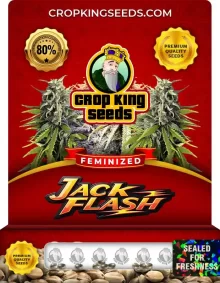 Jack Flash Strain