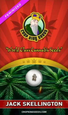 Jack Skellington Feminized