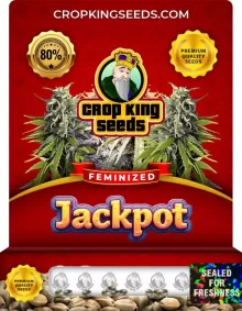 Jackpot Strain