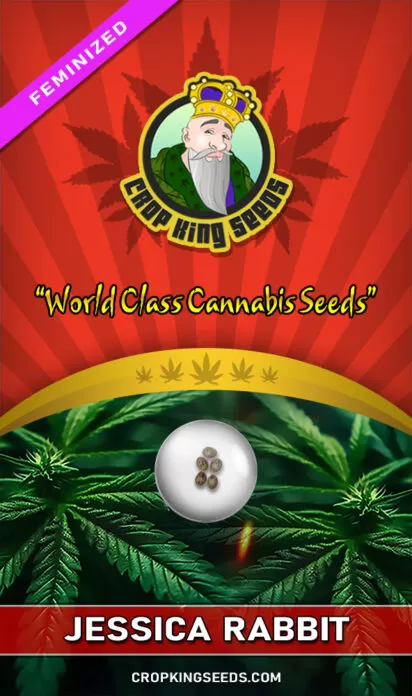 Jessica Rabbit Feminized