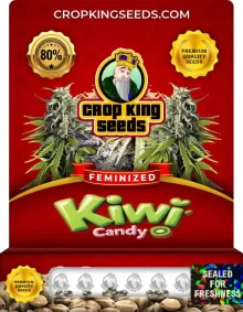 Kiwi Candy Strain