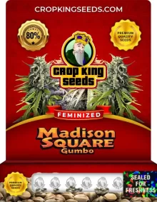 Madison Square Gumbo Strain