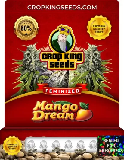 Mango Dream Strain