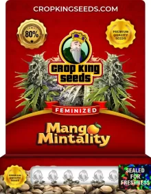 Mango Mintality Strain