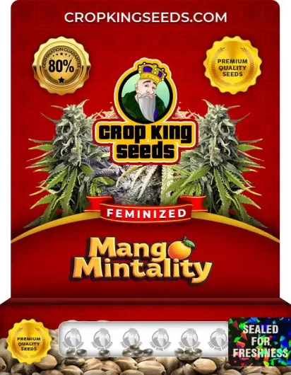 Mango Mintality Strain
