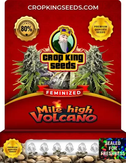 Mile High Volcano Strain