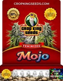 Mojo Strain
