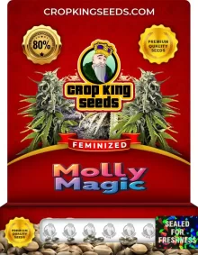 Molly Magic Strain