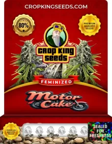 Motor Cake Strain