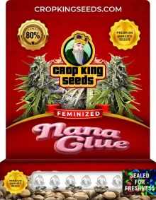 Nana Glue Strain