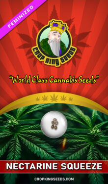 Nectarine Squeeze Feminized