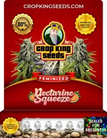 Nectarine Squeeze Strain