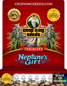 Neptune’s Gift Strain