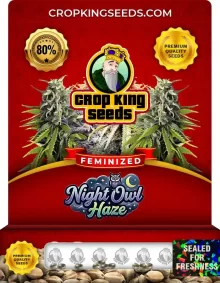 Night Owl Haze Feminized