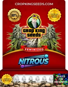 Nitrous Feminized
