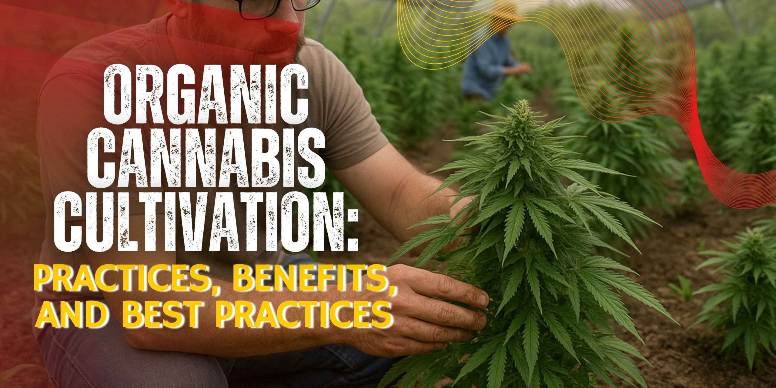 Organic Cannabis Cultivation_ Practices, Benefits, and Best Practices