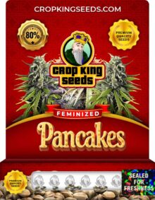 Pancakes Feminized