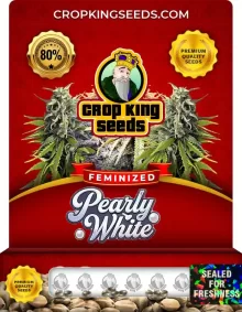 Pearly White Feminized
