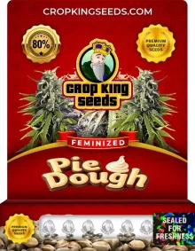 Pie Dough Feminized