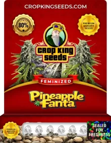 Pineapple Fanta Feminized