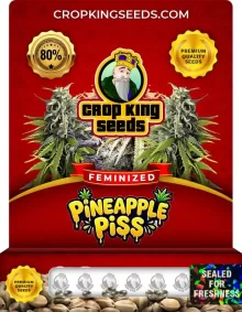 Pineapple Piss Feminized