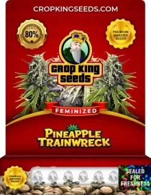 Pineapple Trainwreck Feminized