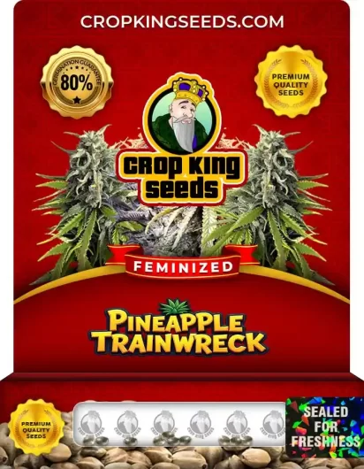 Pineapple Trainwreck Feminized