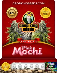 Pink Mochi Feminized